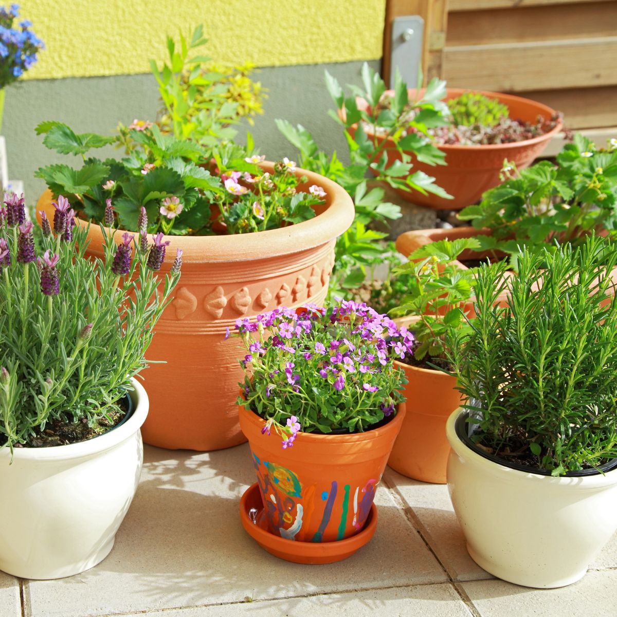 potted herb garden