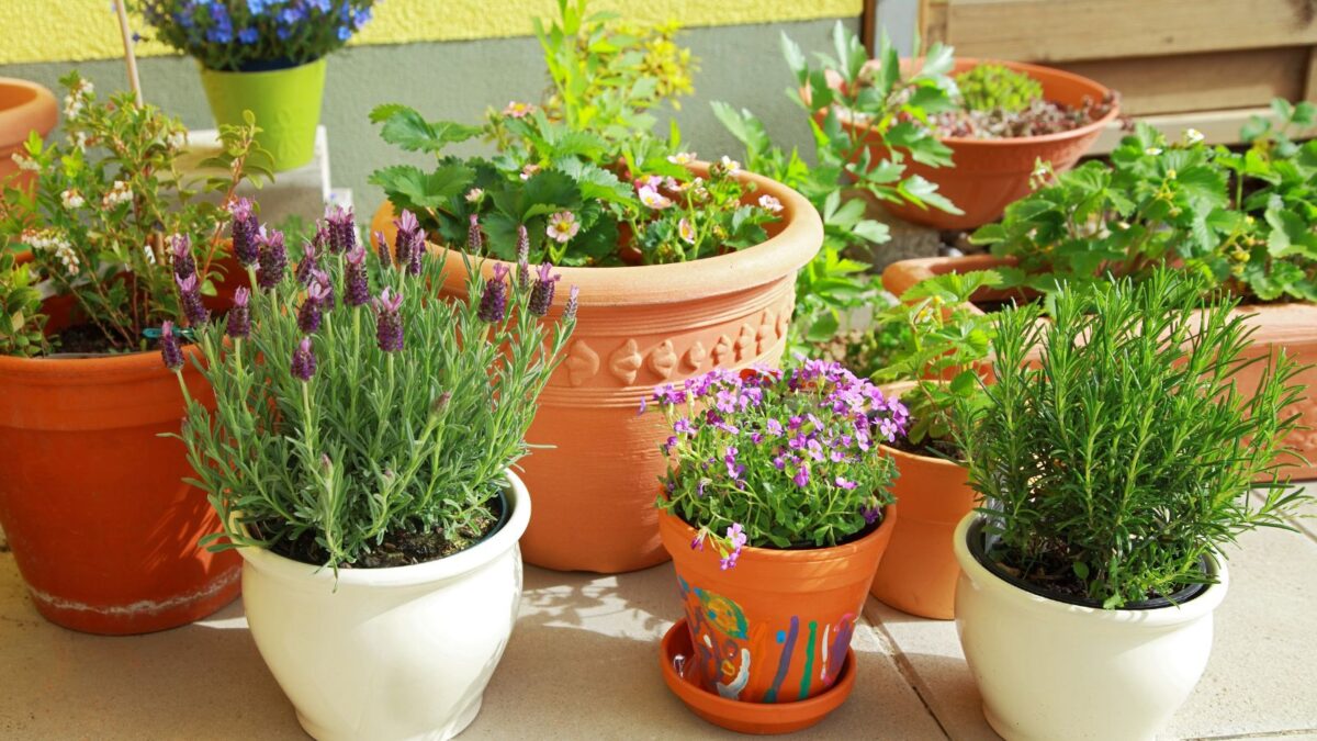 potted herb garden.