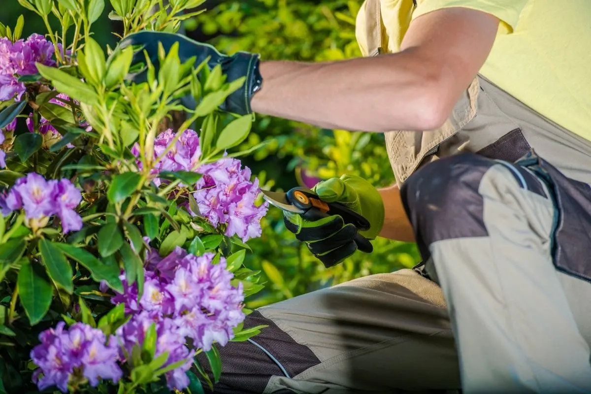 pruning flowers