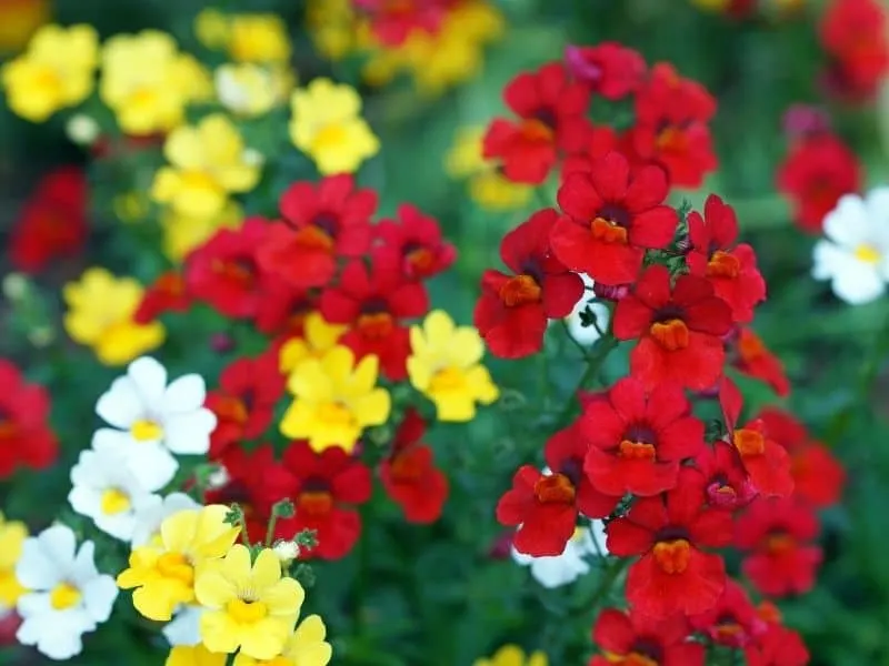 red and yellow nemesia flowers