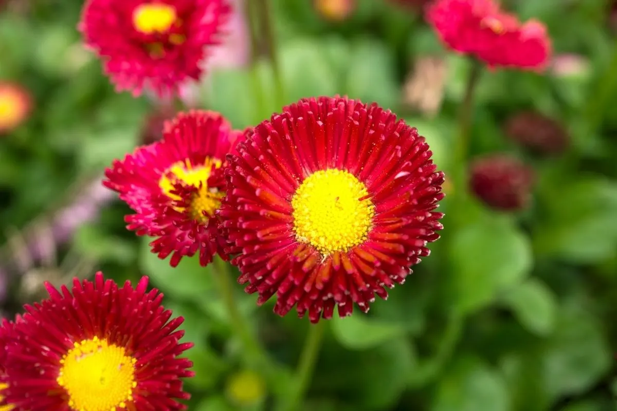 striking red flowers with yellow centers