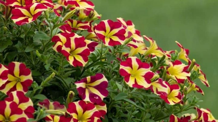14 Pretty Flowers That Start With P