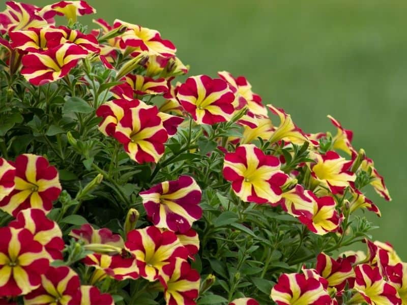 striped petunia flowers