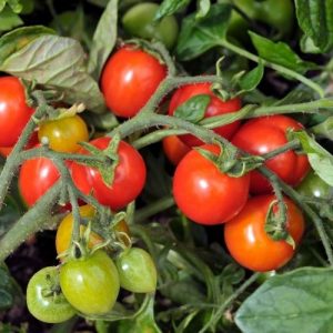 Tomato plant with green and red tomatoes