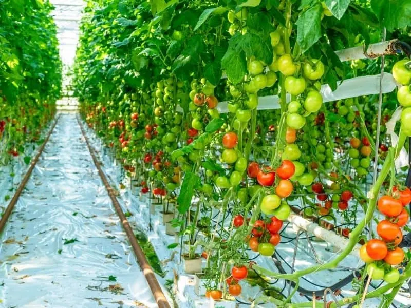 tomatoes growing in a hydroponic greenhouse