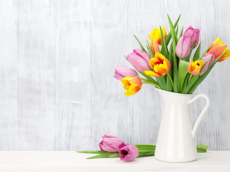 pink and yellow tulips in white pitcher