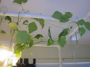 vines trailing up the PVC pipe stand