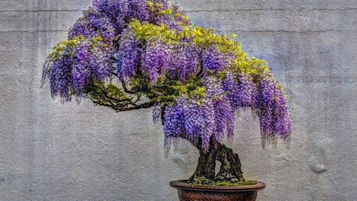 The Perfect Bonsai Accessories For Your Bonsai Tree
