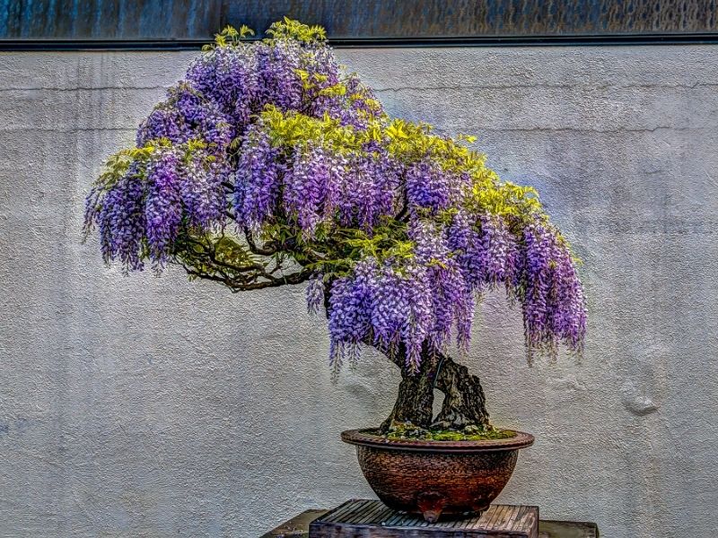 wisteria bonsai tree