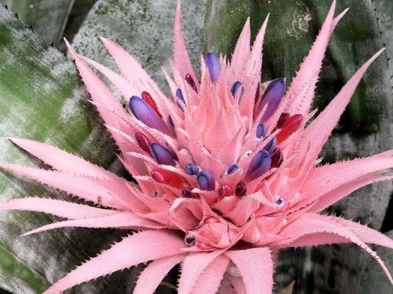 Aechmea fasciata