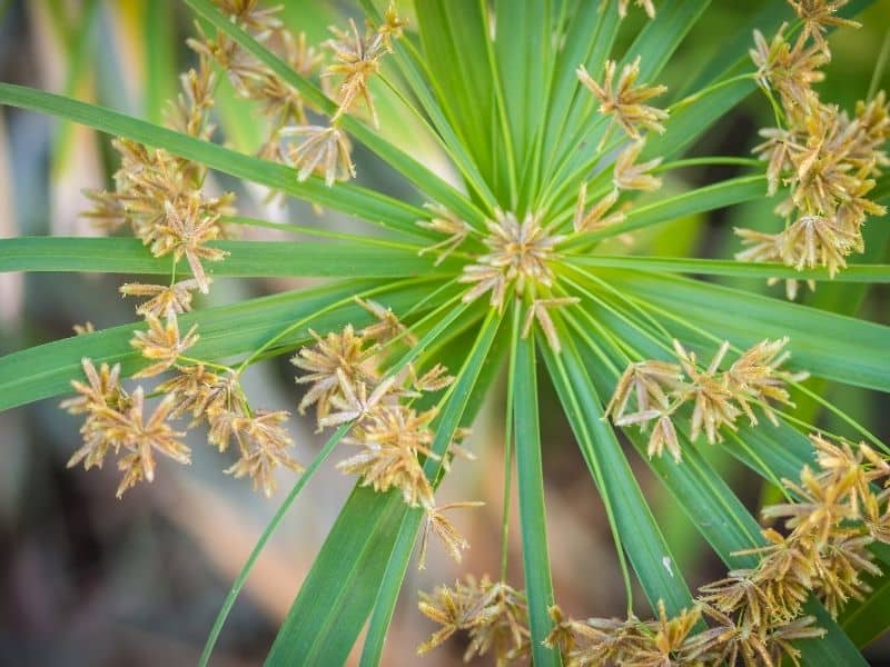 Cyperus involucratus