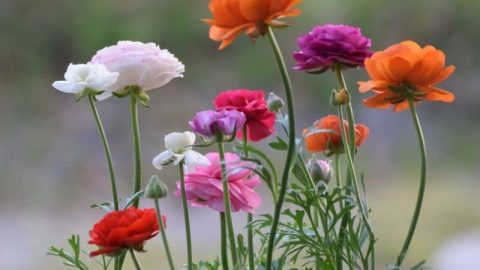 17 Remarkable Flowers That Start With R