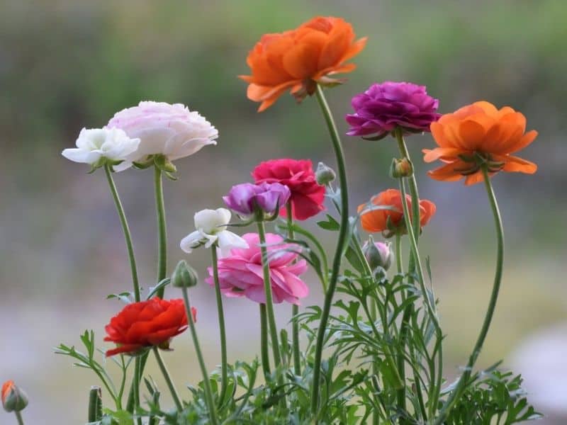 ranunculus flowers in many colors