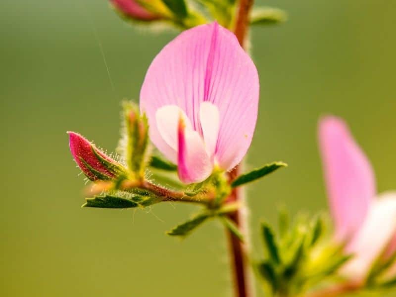 Restharrow flowers