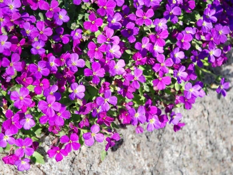 Rock cress flowers