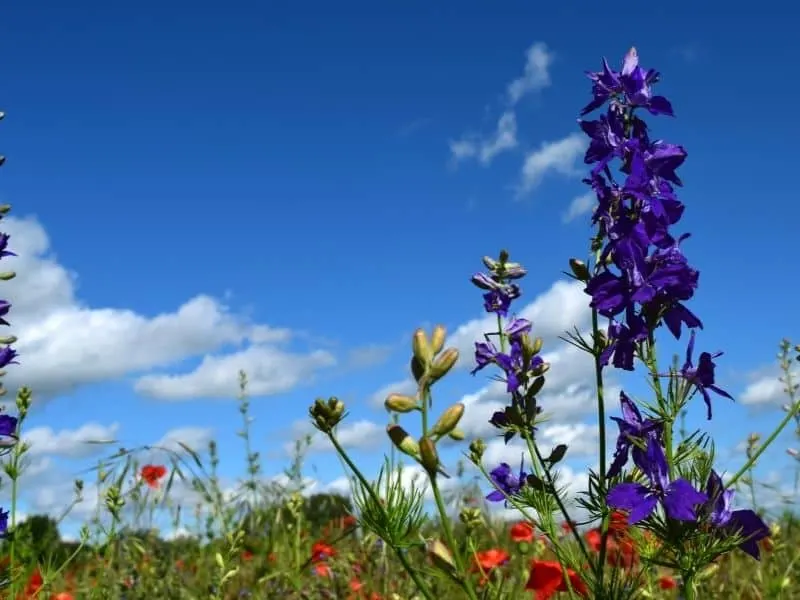 Rocket larkspur