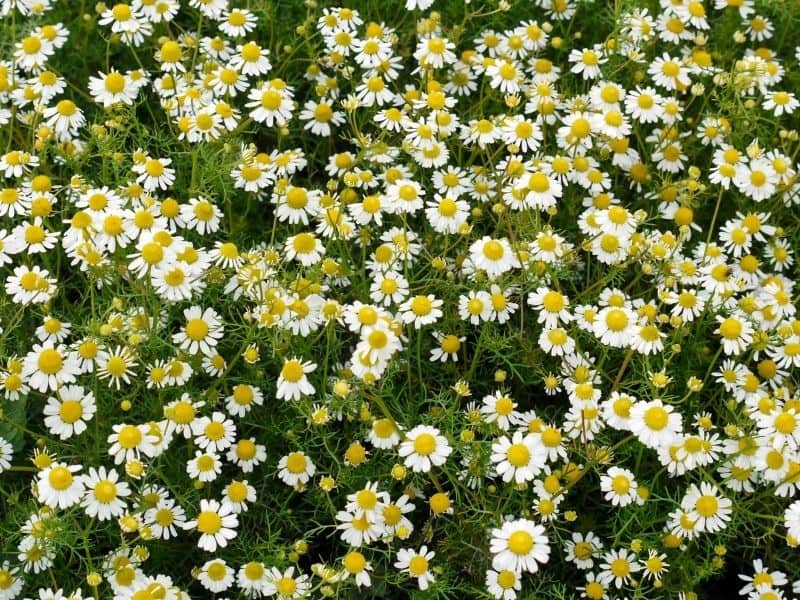 a field of Roman chamomile