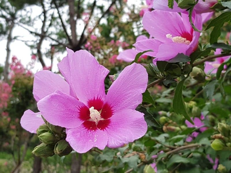 Rose of Sharon