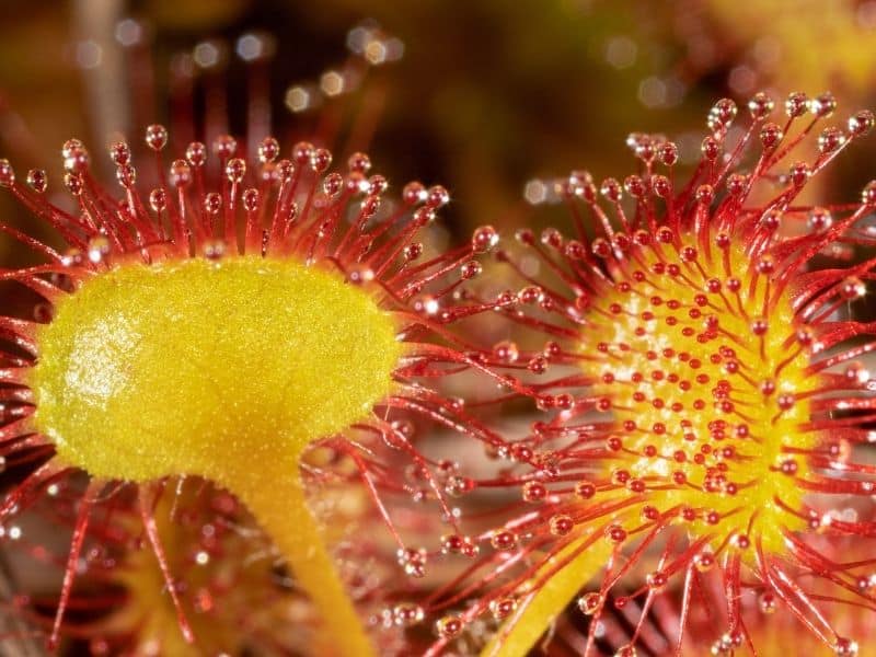 Round-leaved sundew flowers