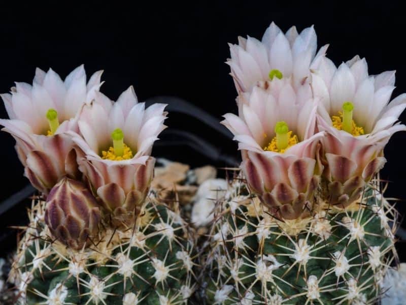 Sclerocactus wetlandicus