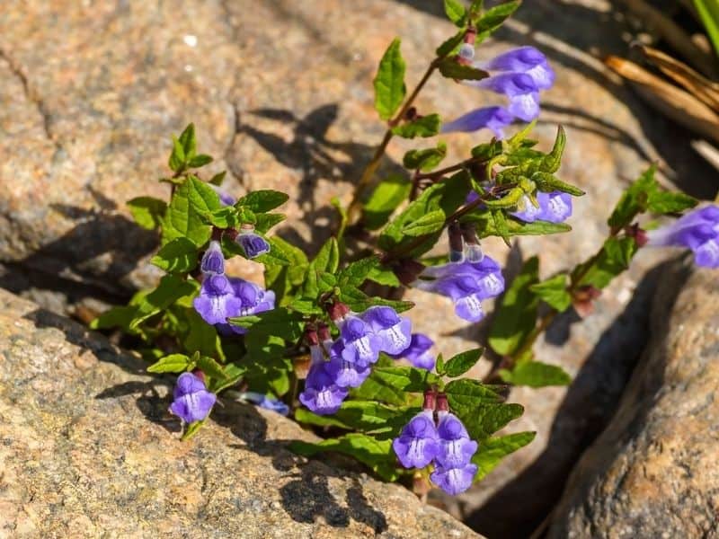 Skullcap flowers