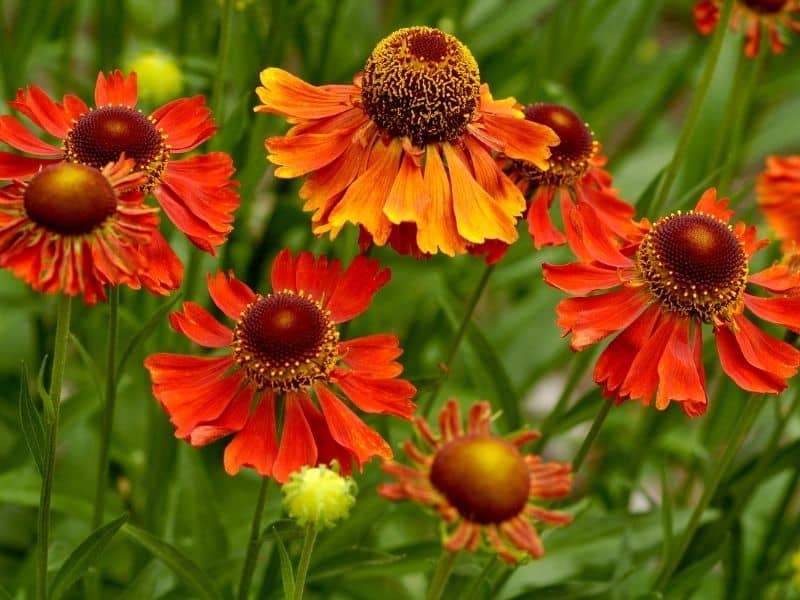 Sneezeweed flowers