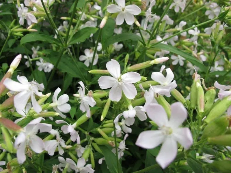 white Soapwort flowers