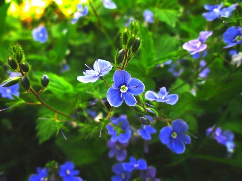 Speedwell flowers