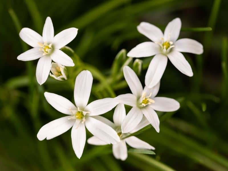 Star-of-Bethlehem flowers