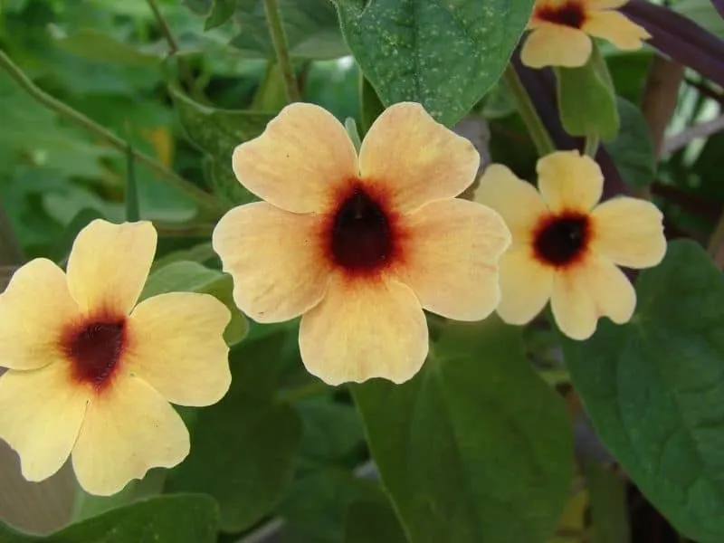yellow Thunbergia flowers