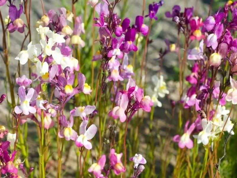 multicolored Toadflax flowers