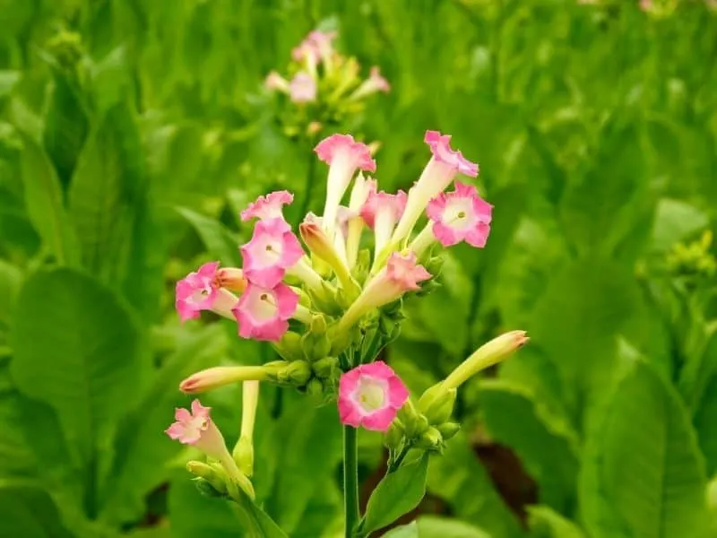Tobacco plant flowers