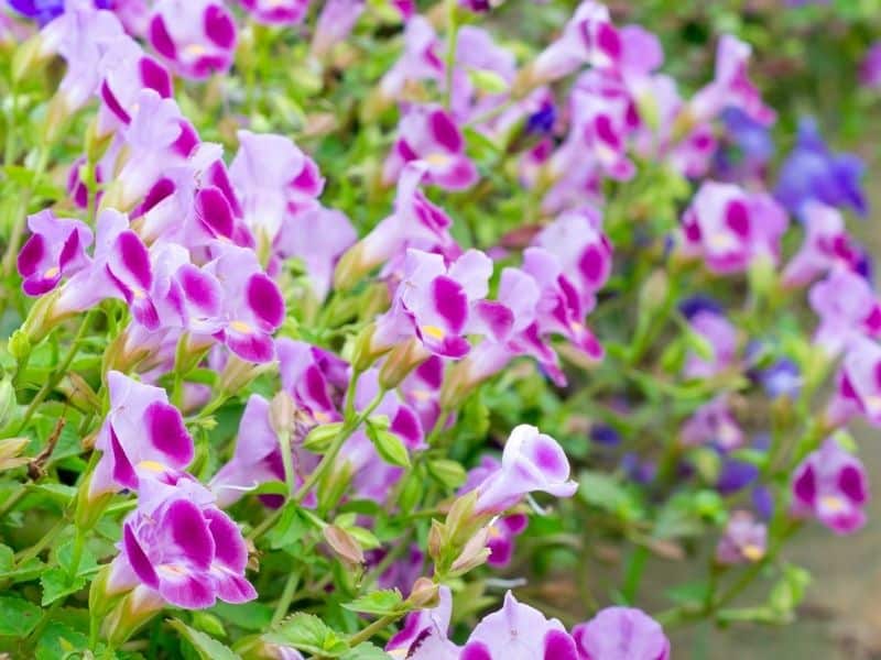 Torenia flowers