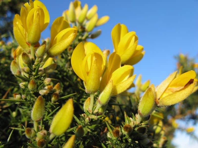 Ulex