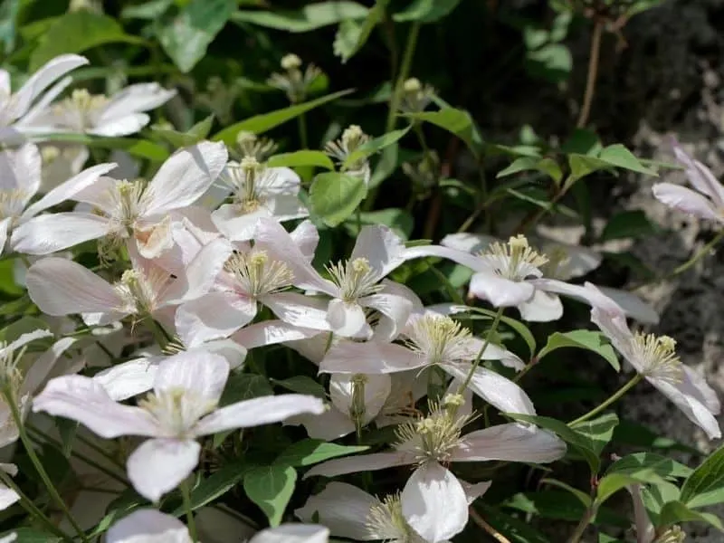 Upright clematis