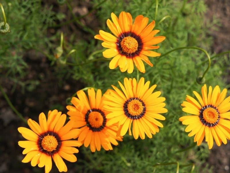 Ursinia flowers