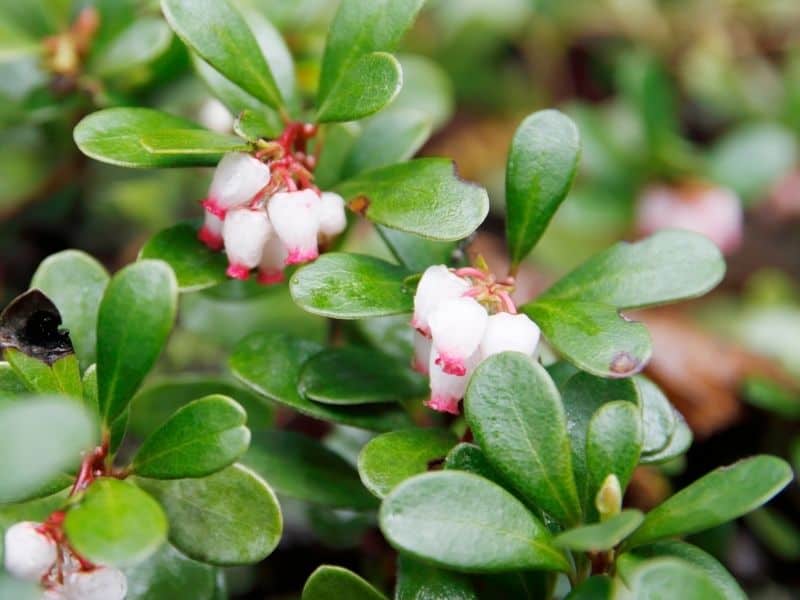 Uva-ursi flowers