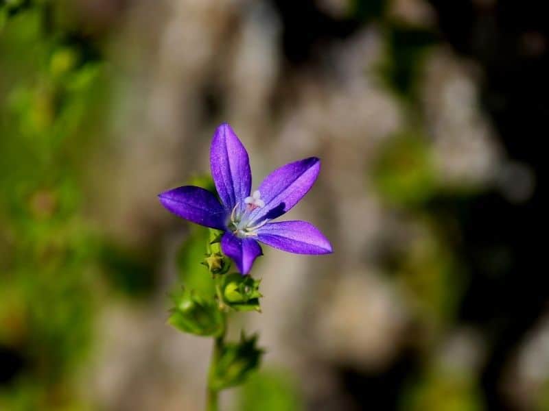 Venus looking glass flower