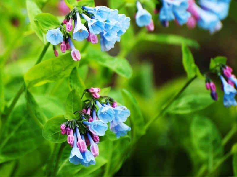 Virginia bluebells