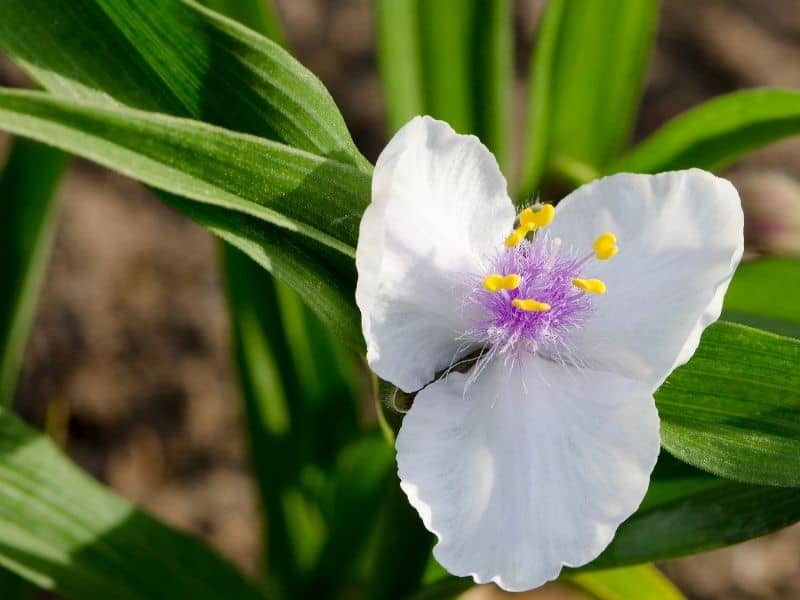 Virginia spiderwort