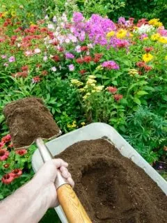 Adding compost to the flower garden