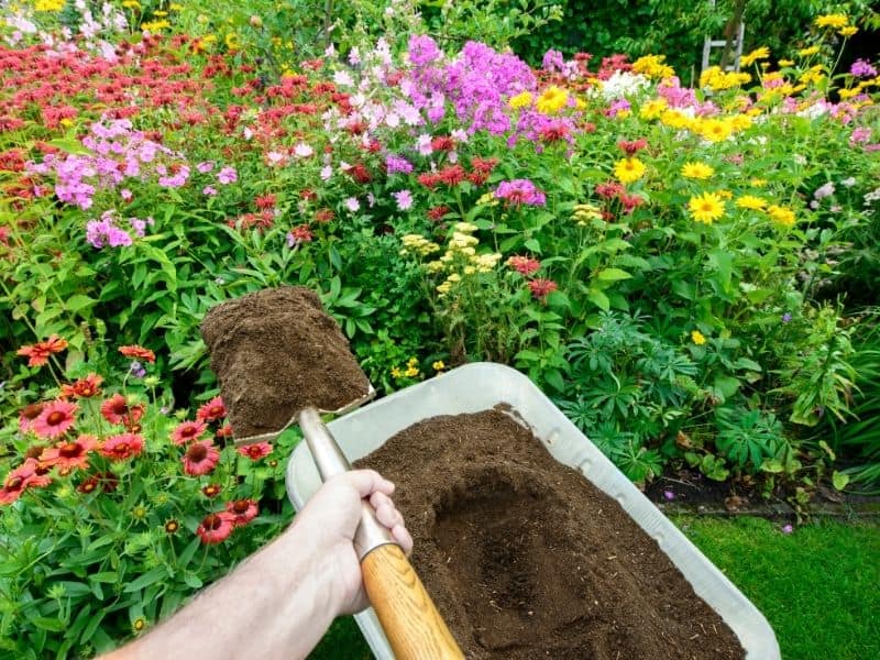 Adding compost to the flower garden