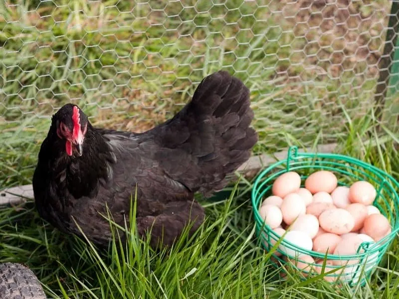 Australorp chicken with a basket of eggs