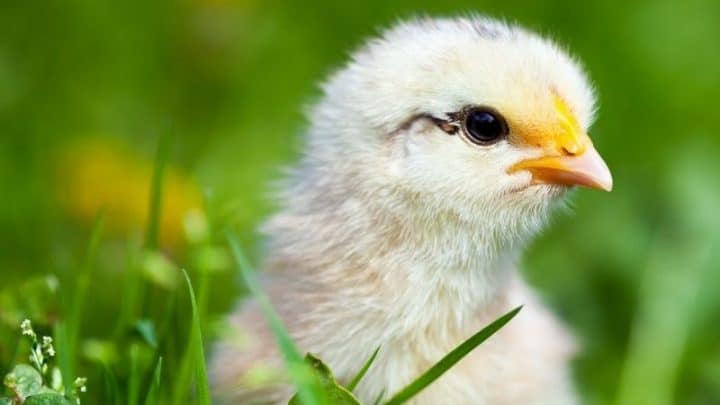 The Basics of Raising Baby Chicks – From Brooder To Coop