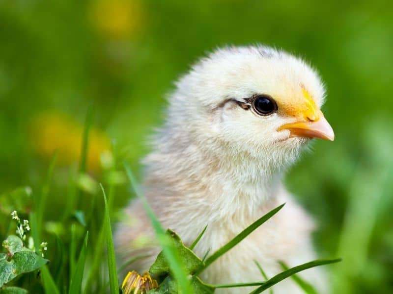 young baby chick