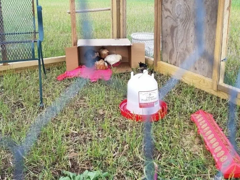 our baby chicks getting used ot the outdoors
