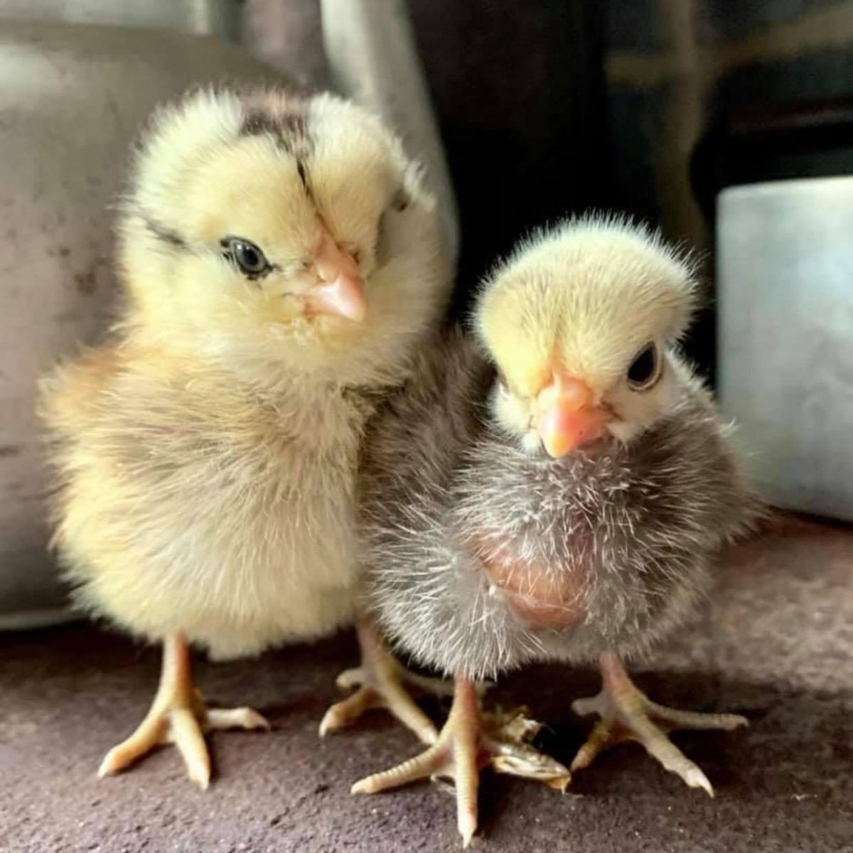 A pair of baby chicks.