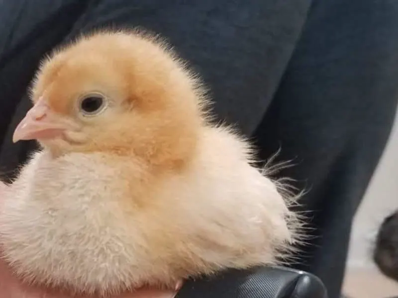 baby golden comet chick