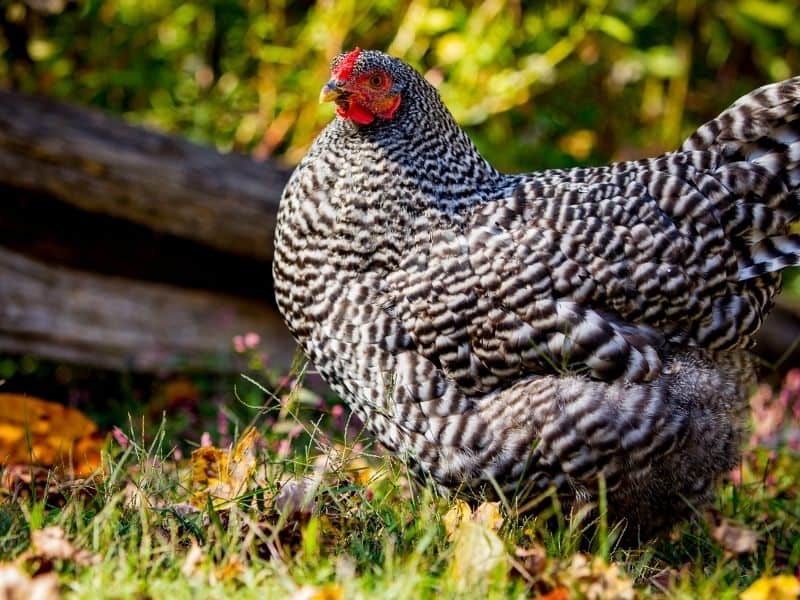 barred rock chicken