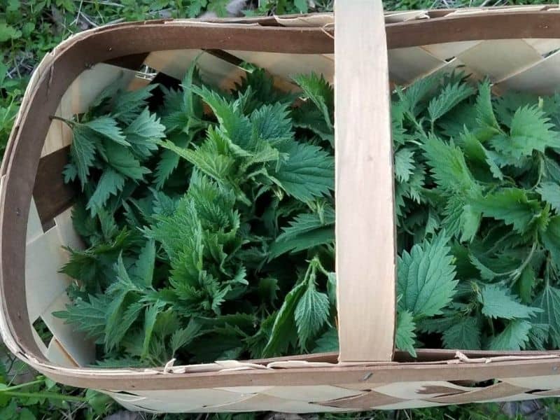 Basket of freshly picked stinging nettles